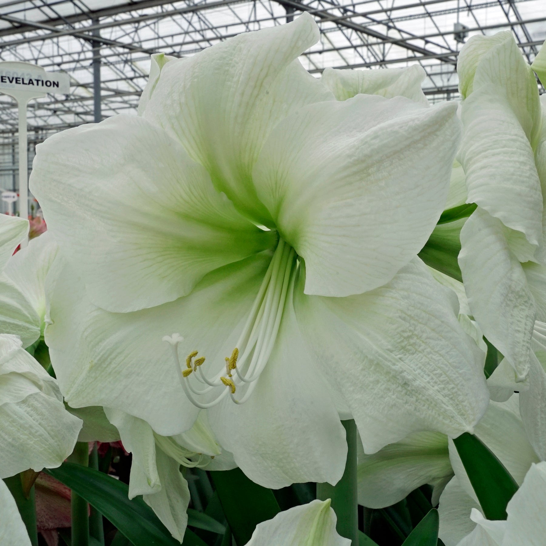 Amaryllis Casablanca