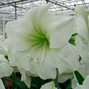 Amaryllis Casablanca