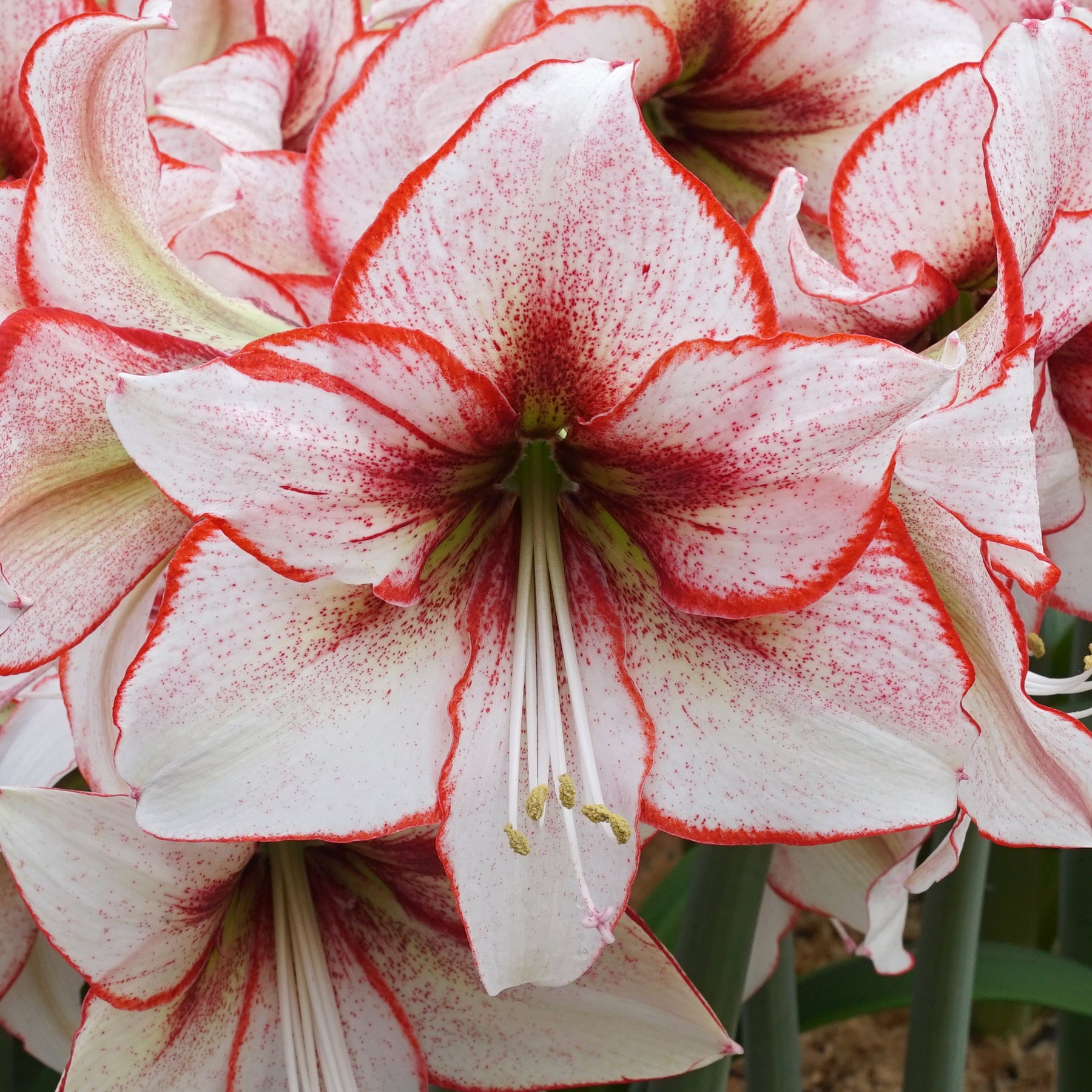 Amaryllis Chiara with white petals, red picotee margin and dark red throat.
