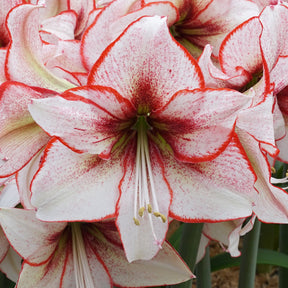 Amaryllis Chiara with white petals, red picotee margin and dark red throat.