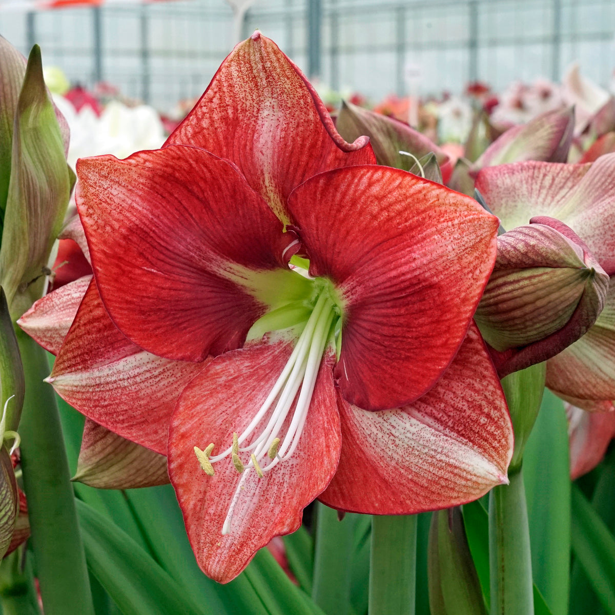 Amaryllis Coral Flame