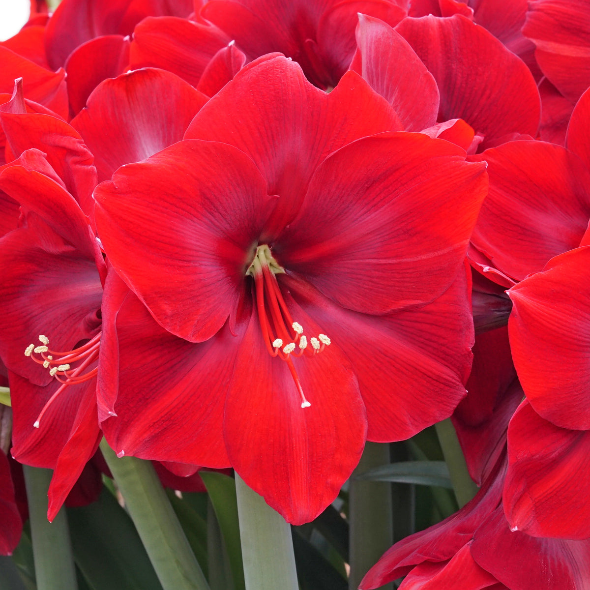 Amaryllis Corazon