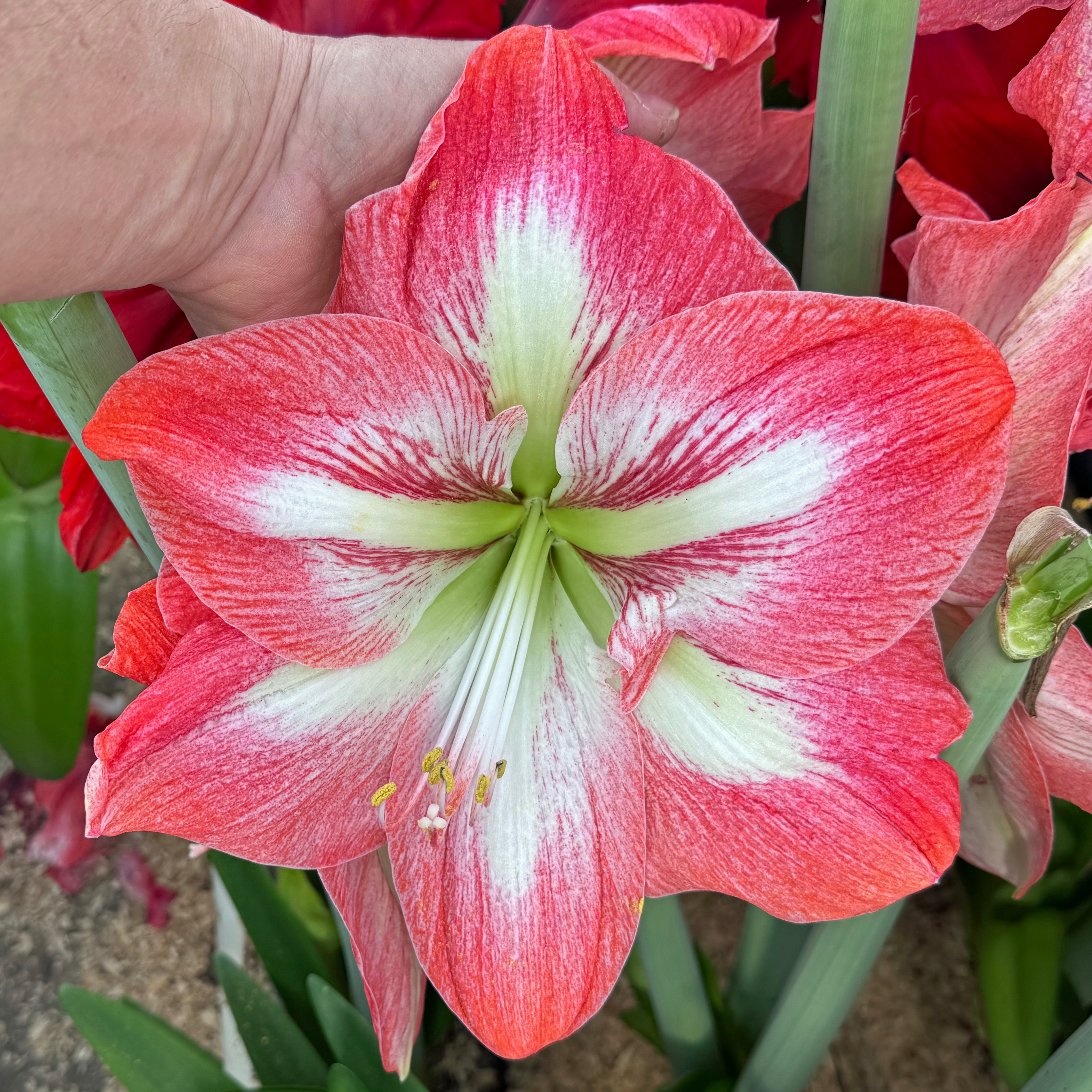 Amaryllis Giant Flame