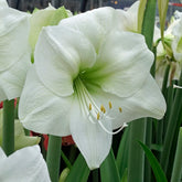 Amaryllis Himalaya