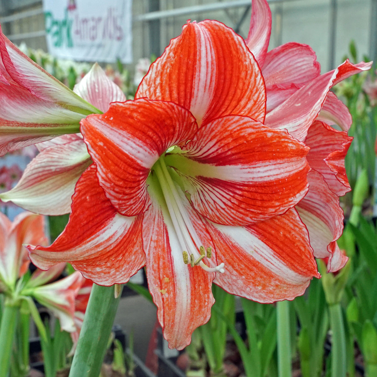 Amaryllis Hyde Park