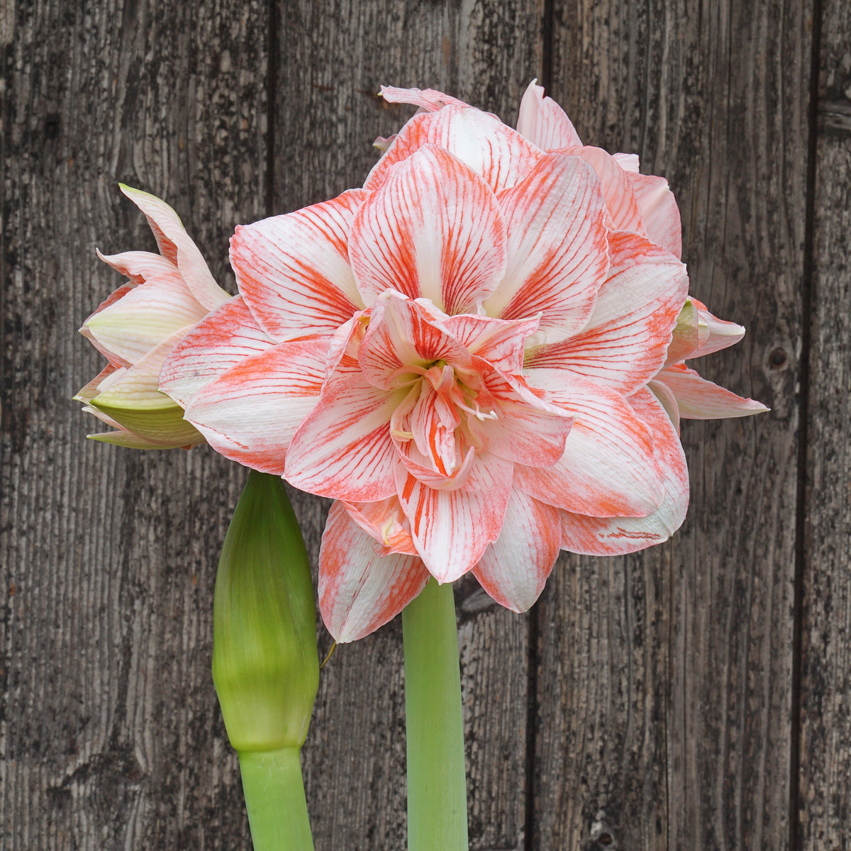 Amaryllis Lucky Nymph