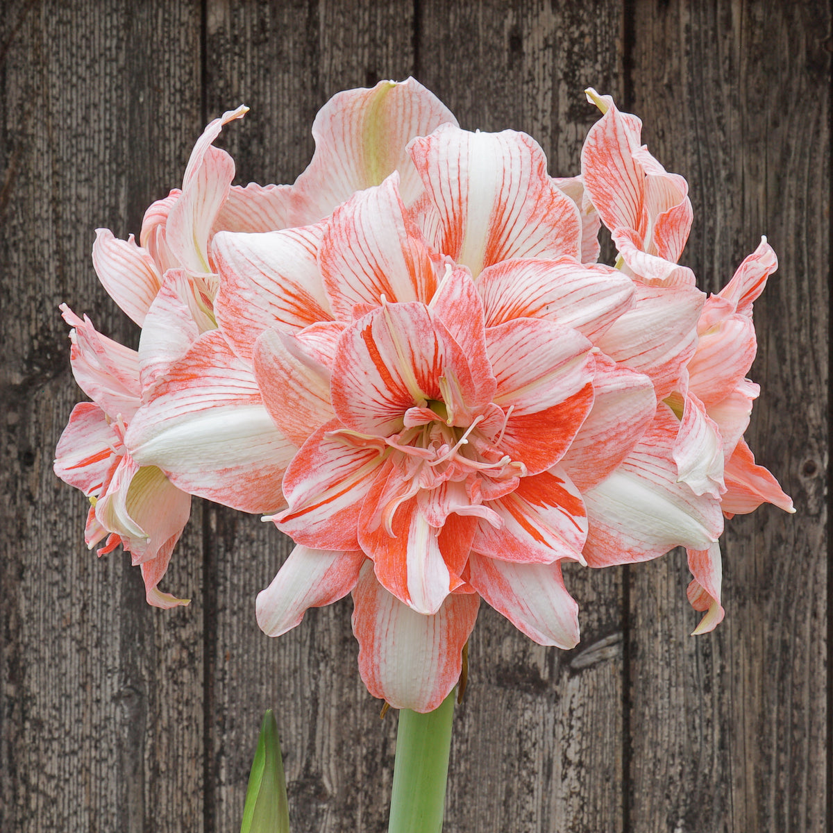 Amaryllis Lucky Nymph