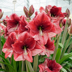Amaryllis Maestro