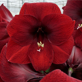 Amaryllis Night Fever