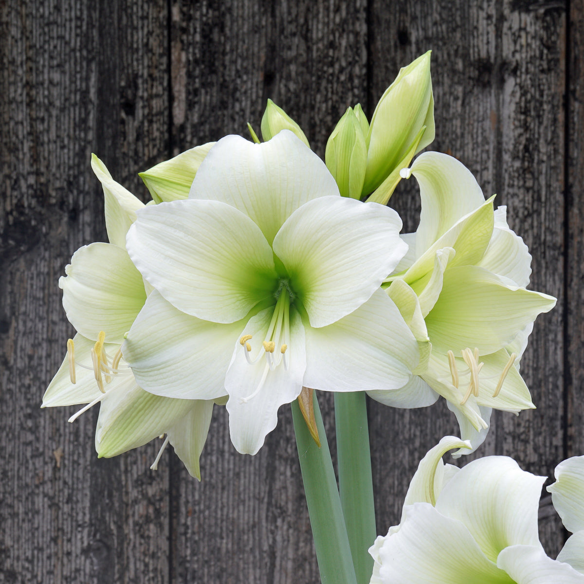 Amaryllis North Pole