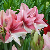 Amaryllis Pink Amazone