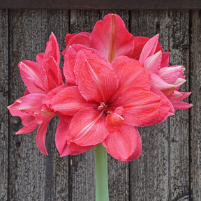 Amaryllis Pink Symphony