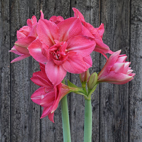 Amaryllis Pink Symphony