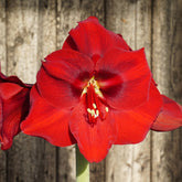 Amaryllis Porto