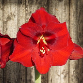 Amaryllis Porto