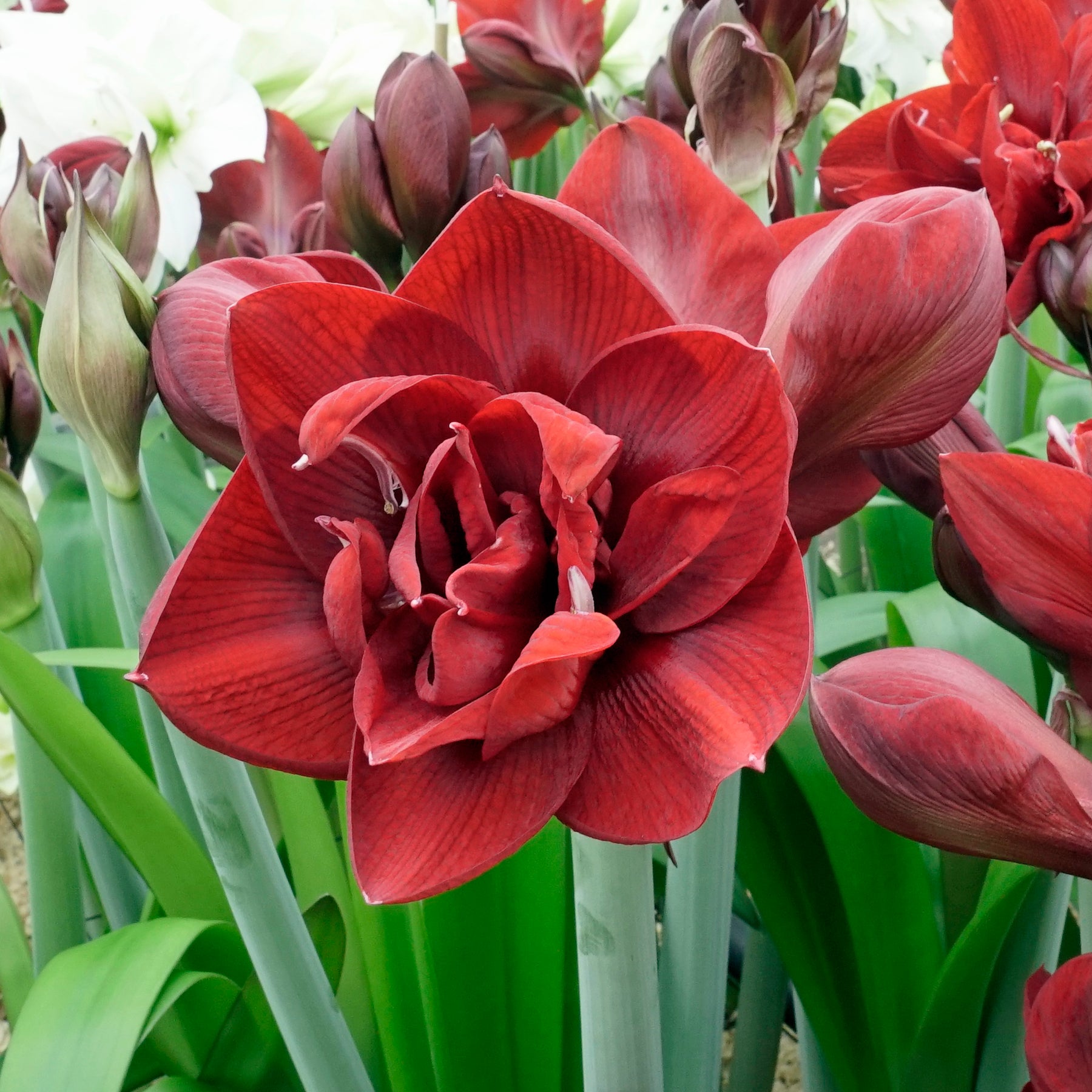 Amaryllis Red Symphony