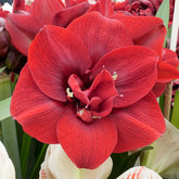 Amaryllis Red Symphony
