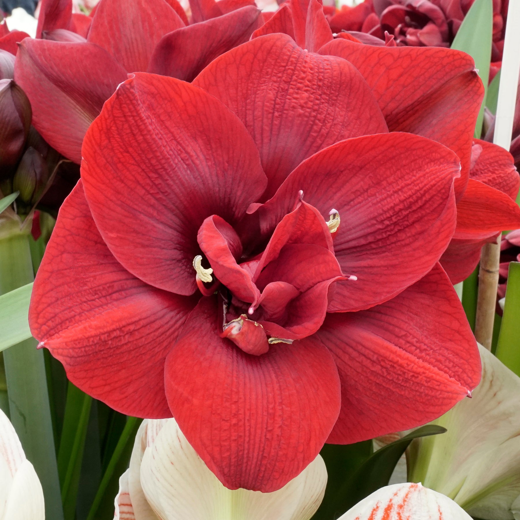Amaryllis Red Symphony