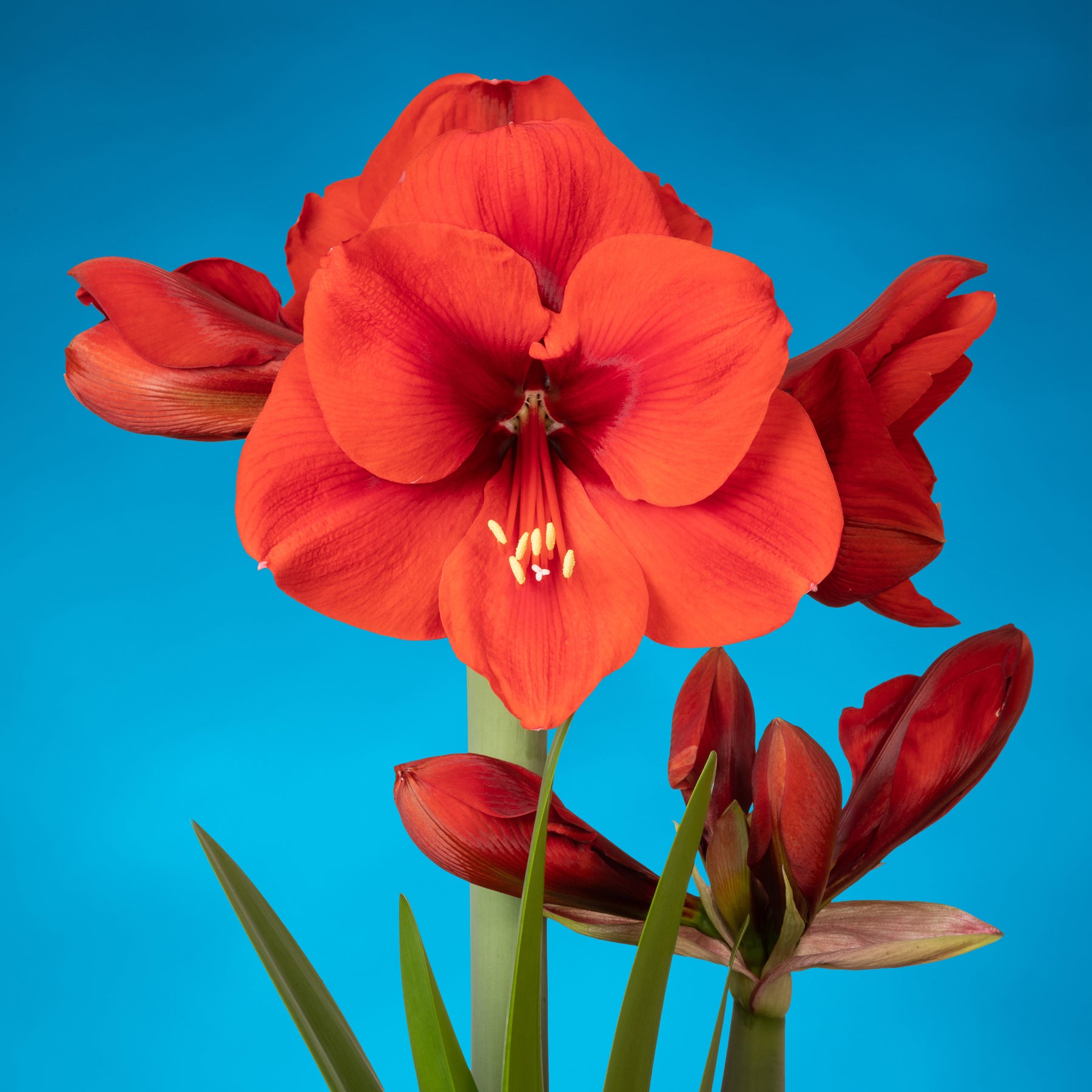 Amaryllis Tenerife