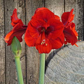 Amaryllis Tenerife