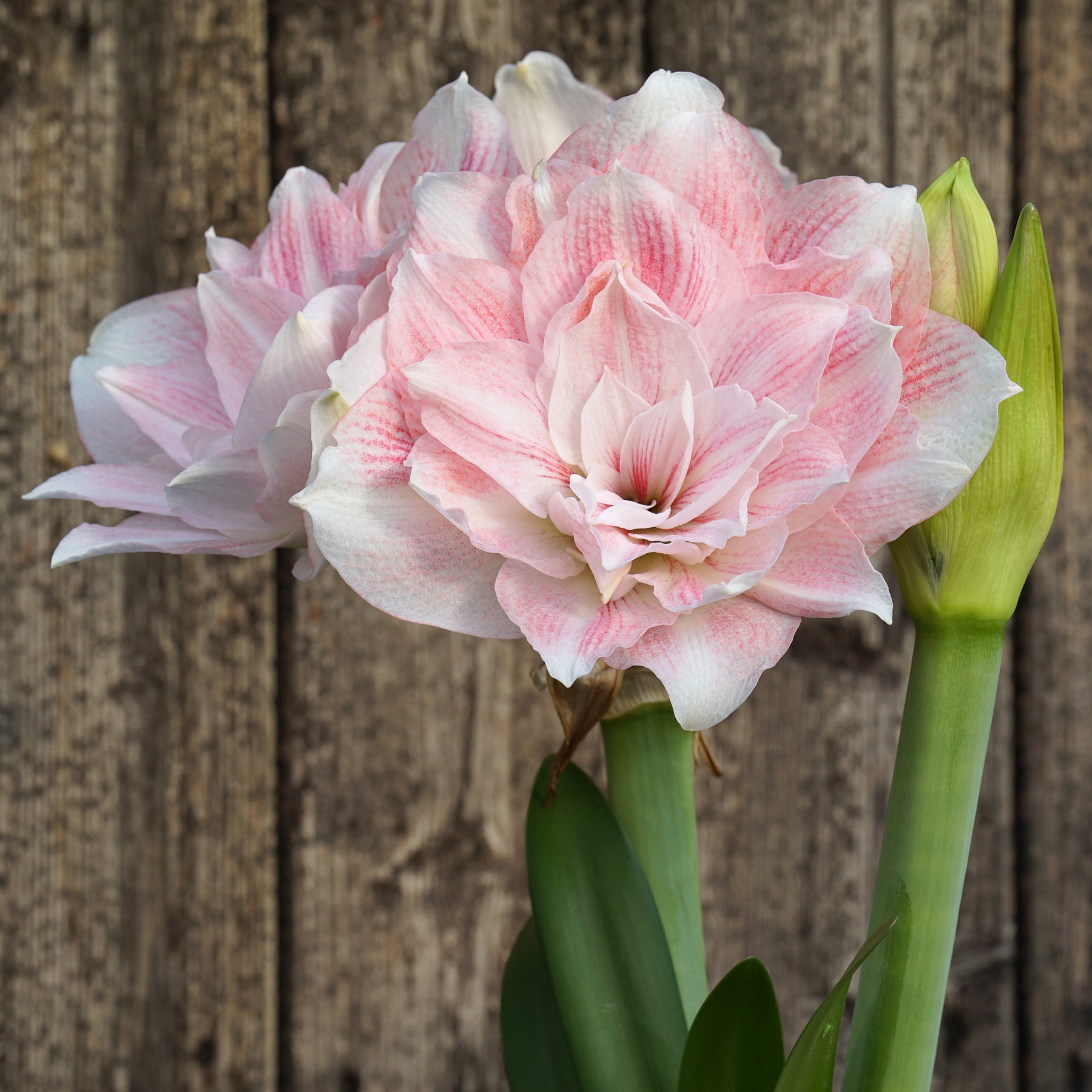 Amaryllis Candy Belle