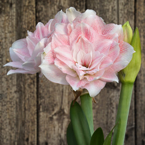 Amaryllis Candy Belle