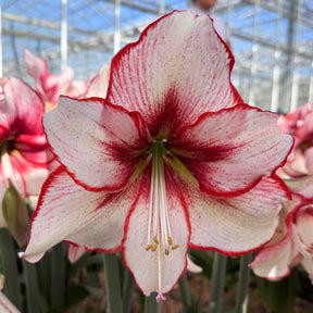 White Amaryllis Chiara with red picotee margin and red throat.