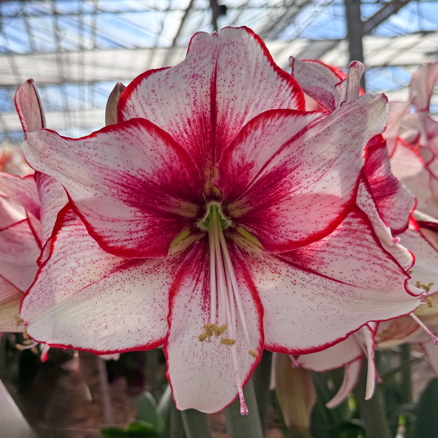 Amaryllis Chiara