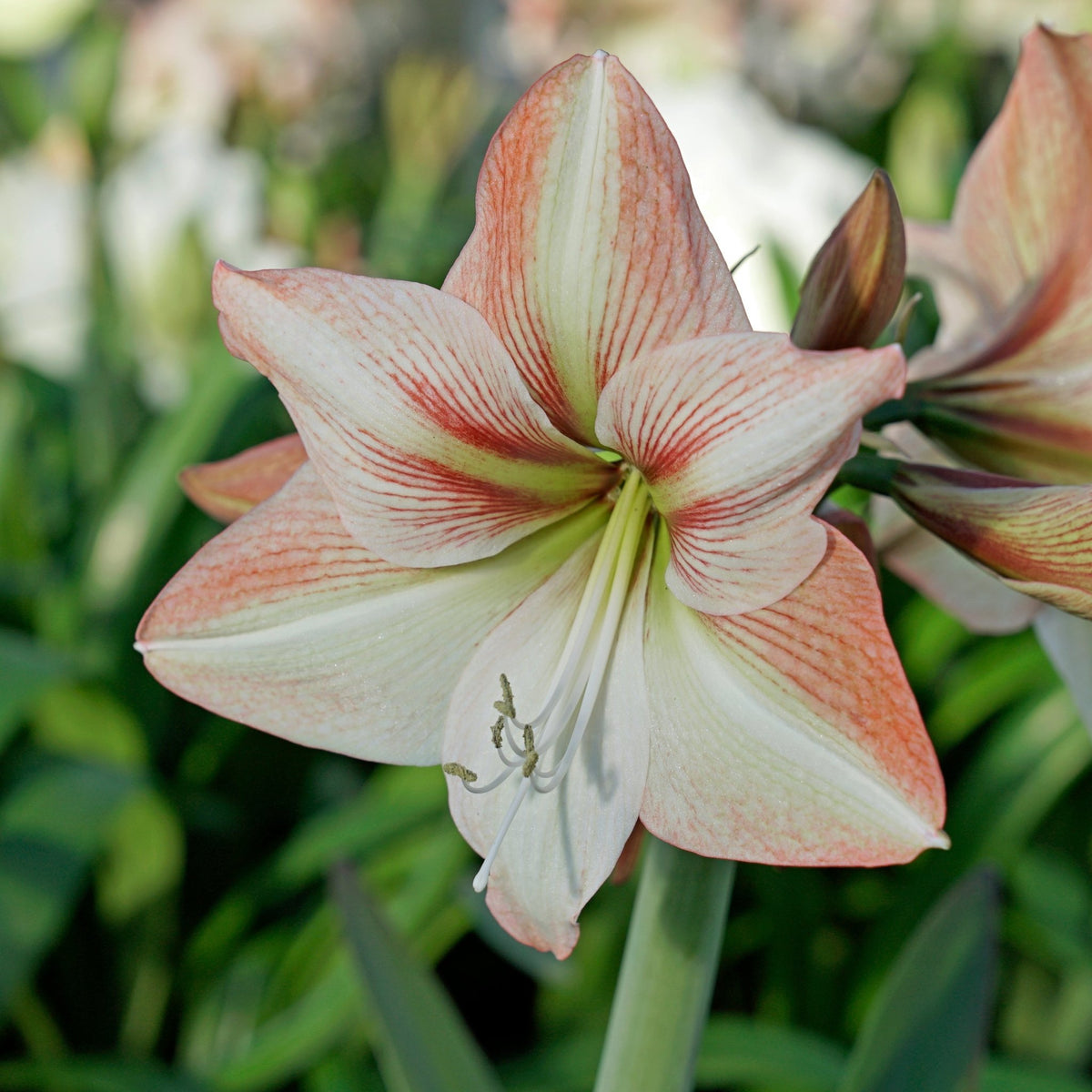 Amaryllis Amore - meerkleurige amaryllis - Fluwel
