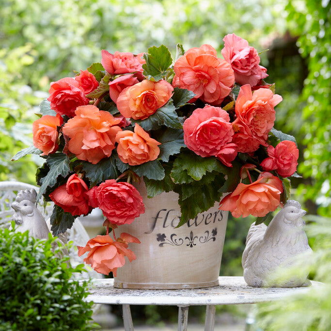 Begonia Cascade Odorosa Sweet Pink
