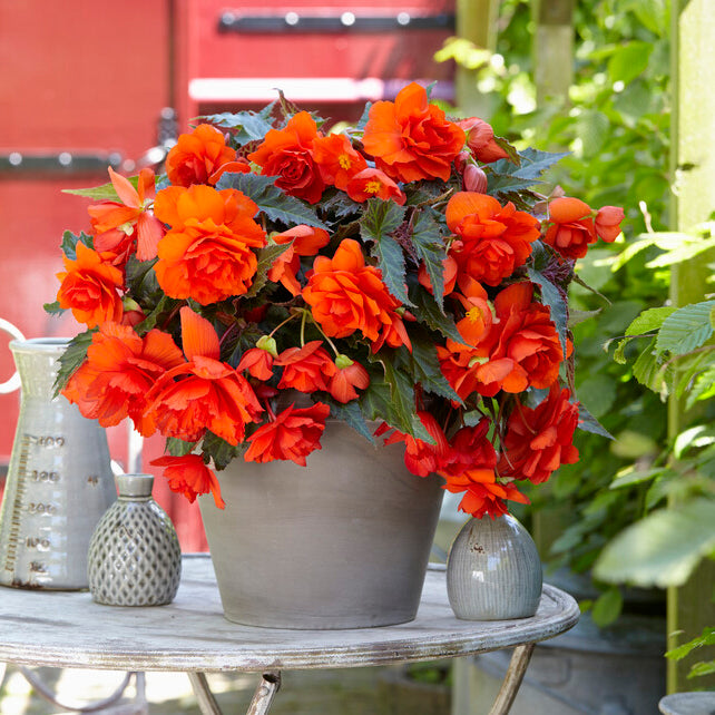 Begonia Illumination Orange