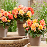 Begonia On Top Sunset Shades