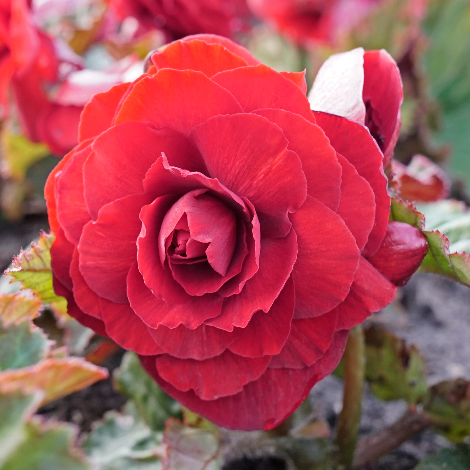 Begonia Non-Stop Scarlet