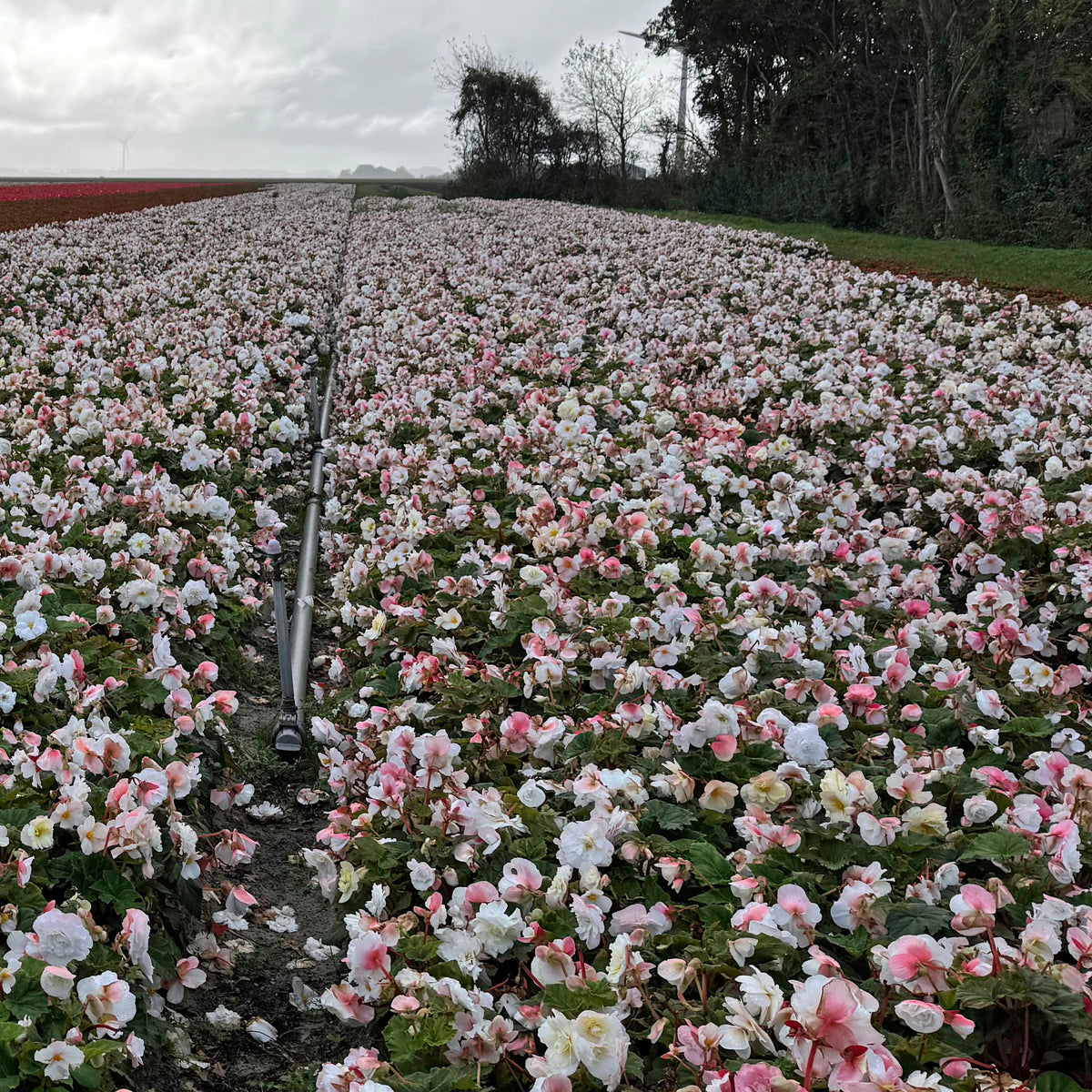 Begonia Non-Stop White