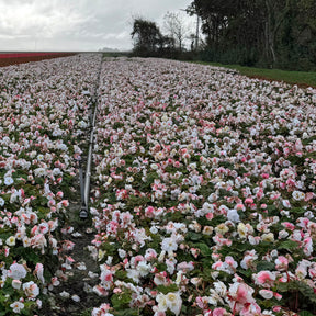 Begonia Non-Stop White