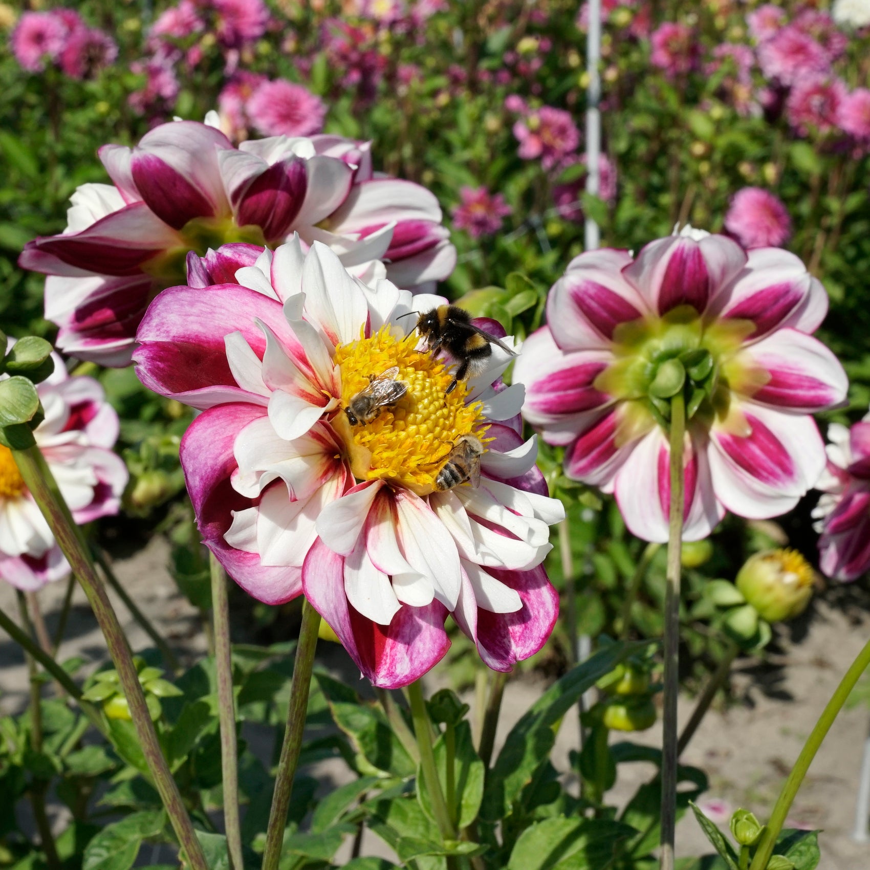Dahlia Bumble Rumble kopen | 3 knollen per verpakking | Fluwel