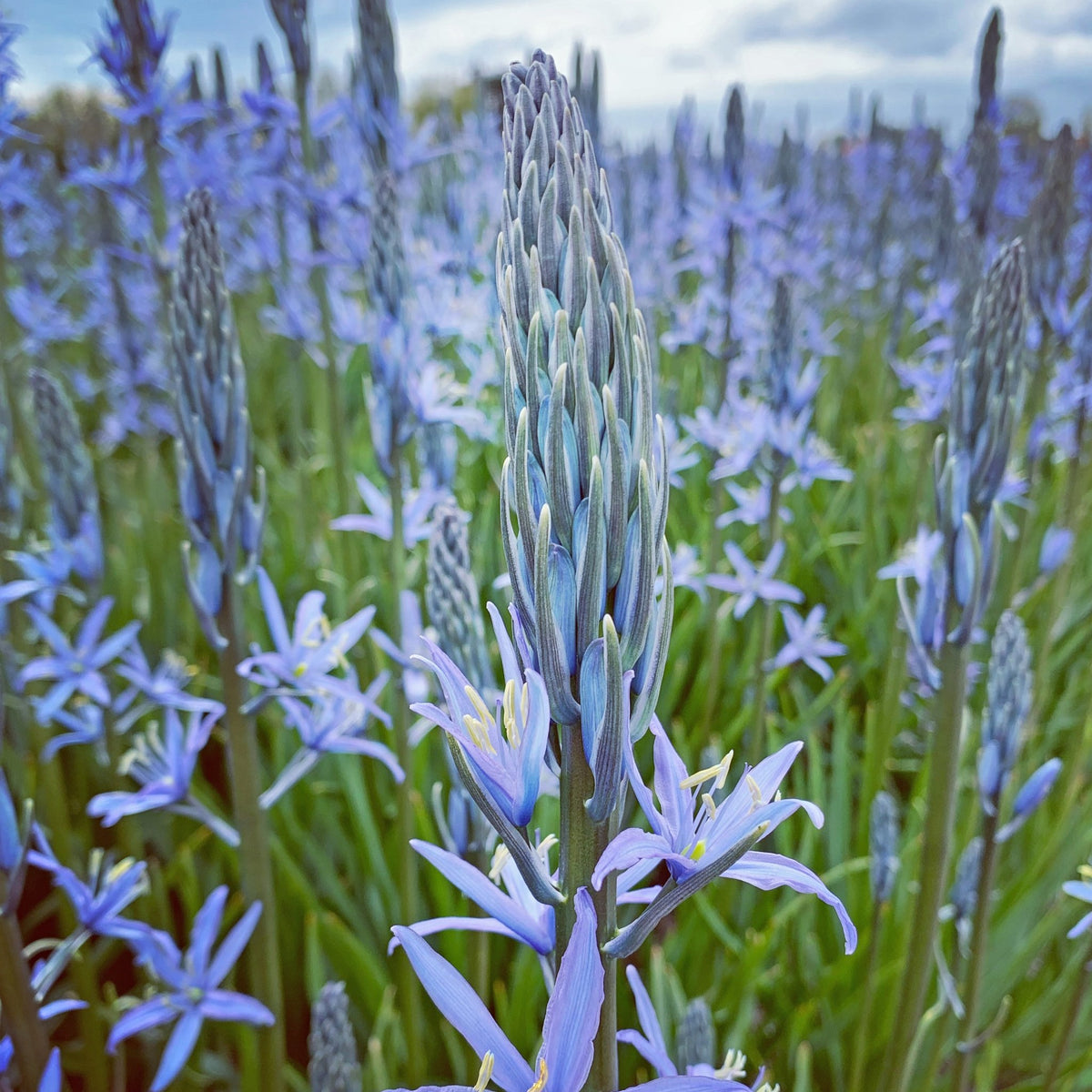 Camassia Blue Candle - blauwe camassia - Fluwel