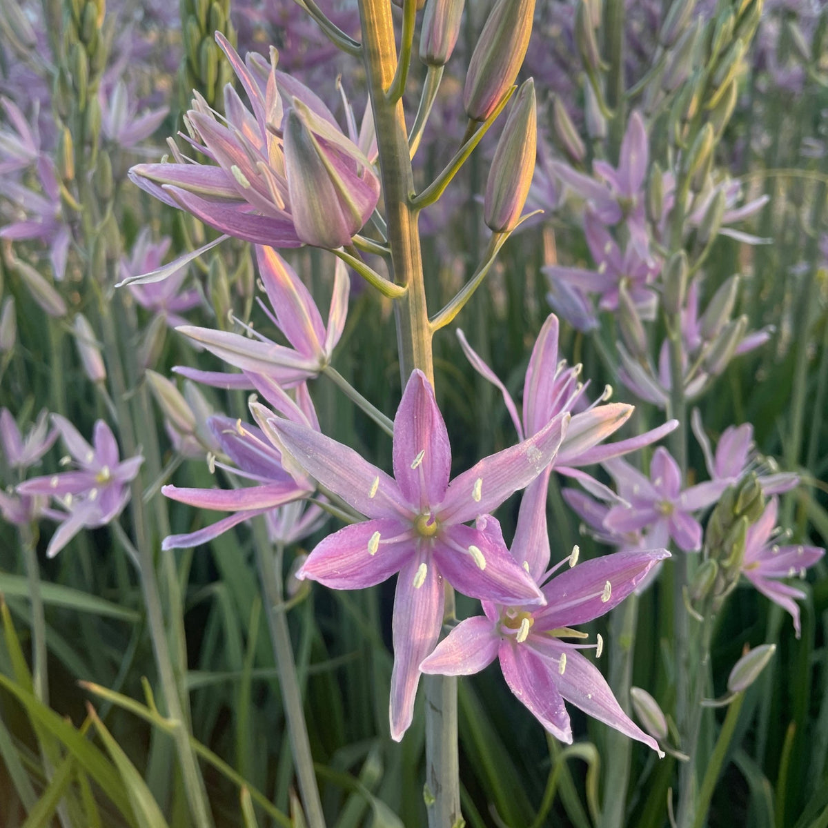 Camassia Sweet Candle - roze camassia - Fluwel