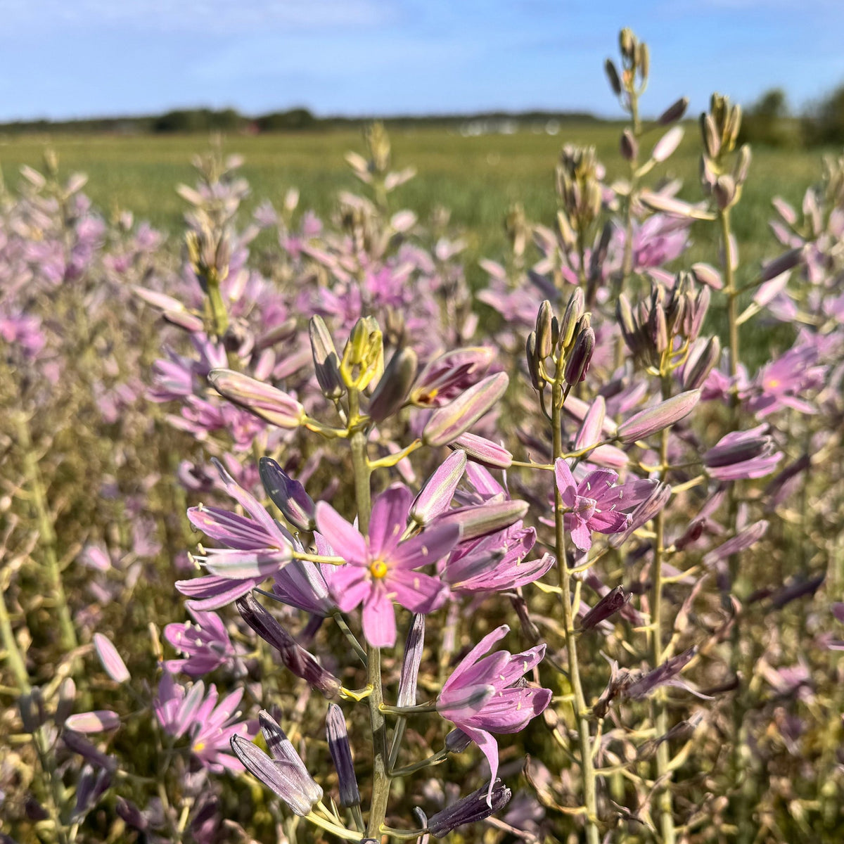 Camassia Sweet Candle - roze camassia - Fluwel