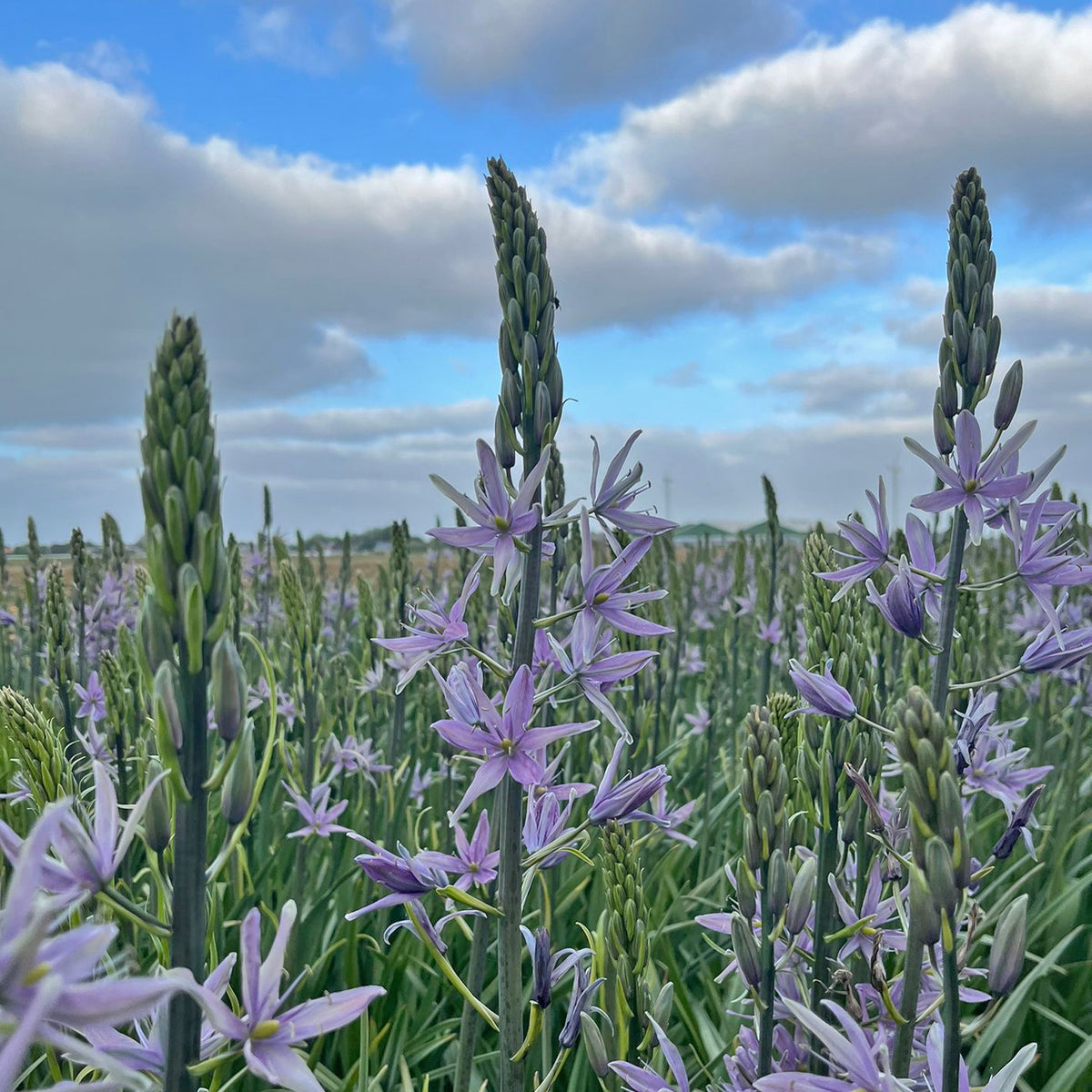Camassia Violet Candle - lila camassia - Fluwel