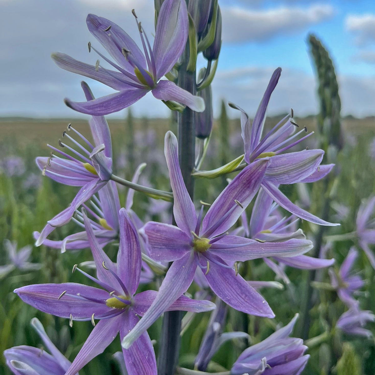 Camassia Violet Candle - lila camassia - Fluwel