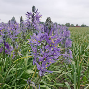 Camassia cusickiii Zwanenburg