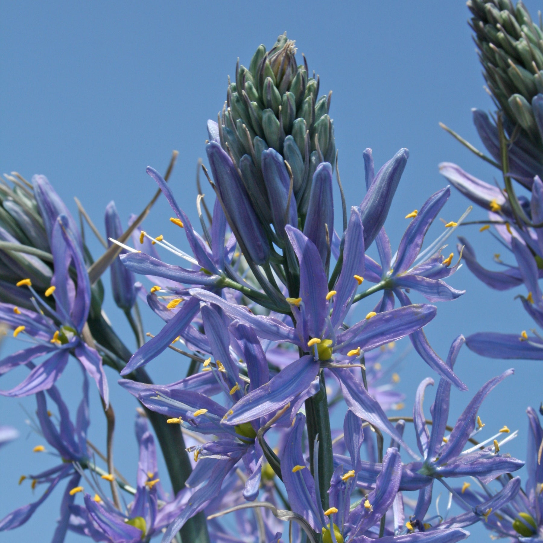 Camassia cusickiii Zwanenburg