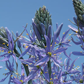 Camassia cusickiii Zwanenburg