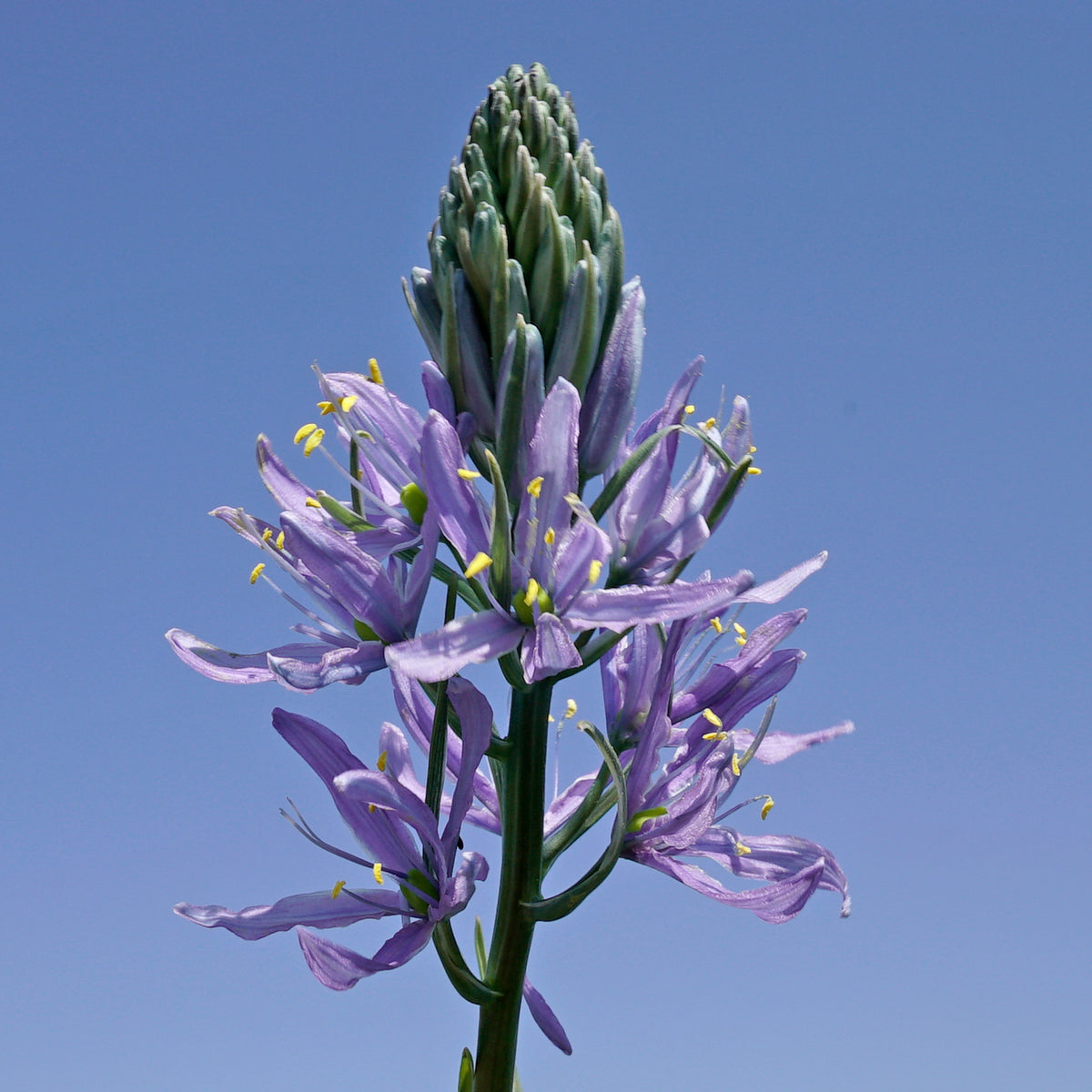 Camassia cusickii Zwanenburg - lila camassia - Fluwel