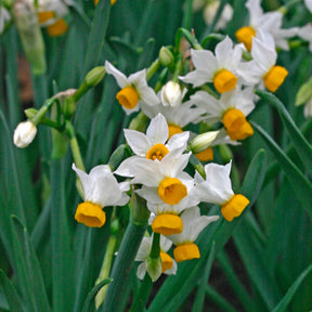 canaliculatis