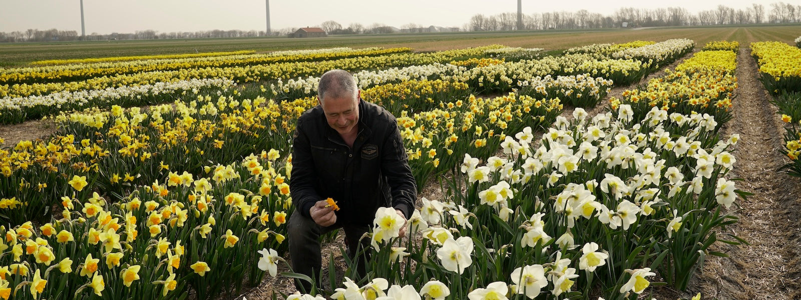 A slider picture of a Fluwel owner Carlos on a Daffodil field