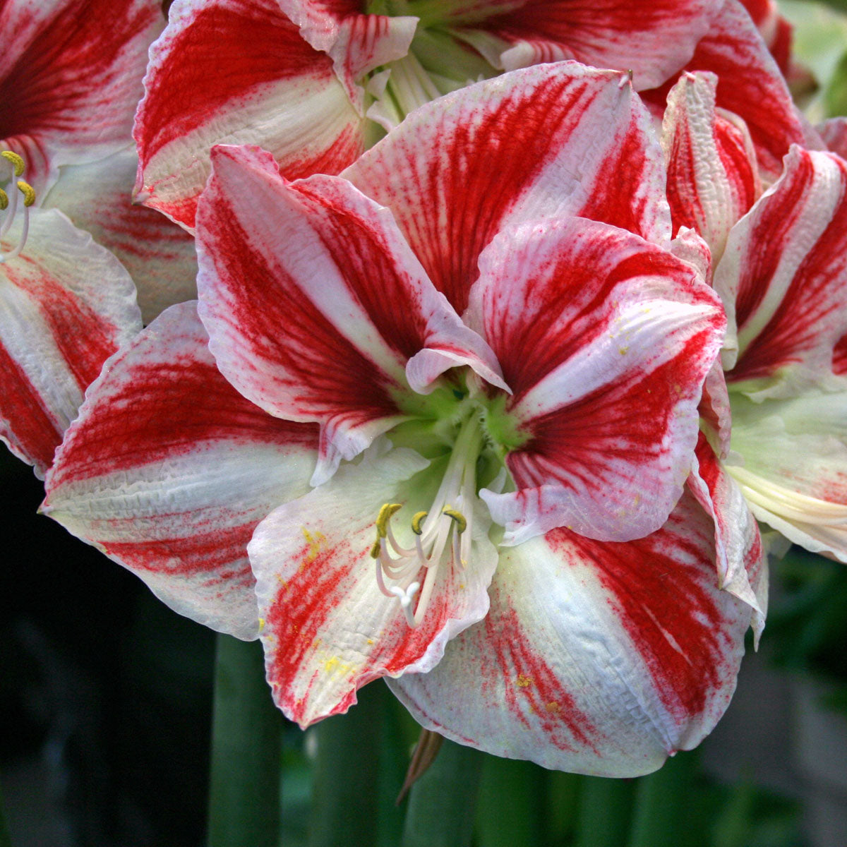 Amaryllis Clown