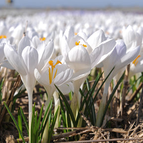 Crocus Ivory Princess | White crocuses