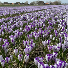 Crocus White Shark